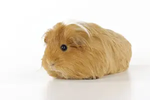 Guinea pig