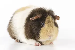 Guinea pig