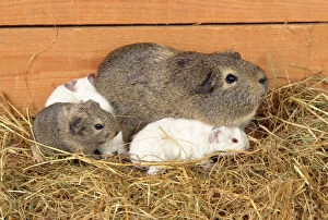 Images Dated 28th March 2007: Guinea Pig - babies
