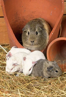 Images Dated 28th March 2007: Guinea Pig - babies in flower pot