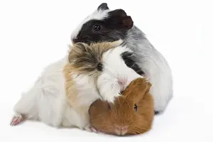Gunea Pigs Prints: Guinea pig - babies in studio