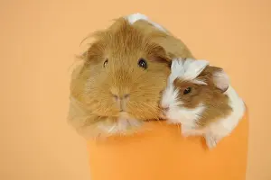 Adults Prints: Guinea pig and baby guinea pig sitting in cup