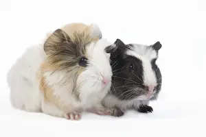 Gunea Pigs Prints: Guinea pig - baby in studio