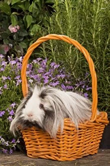 Images Dated 17th June 2000: Guinea Pig - in basket with flowers