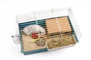 Images Dated 2nd December 2009: Guinea Pig - in cage in studio