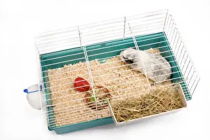 From Above Prints: Guinea Pig - in cage in studio