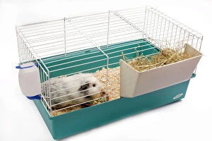 Cage Collection: Guinea Pig - in cage in studio