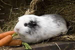 Guinea Pig - with carrots