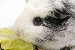 Guinea Pig - close-up