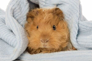 Small Pets Collection: Guinea Pig Digital Manipulation: filled gap in blanket to left