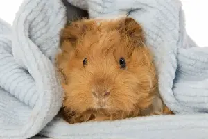 Guinea Pig Digital Manipulation: filled gap in blanket to left