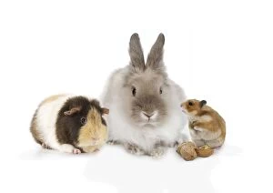 Headed Gallery: Guinea Pig Dwarf lion-head Rabbit & Hamster Guinea Pig Dwarf lion-head Rabbit & Hamster