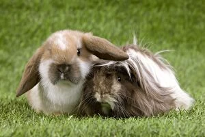 Bunnies Gallery: Guinea Pig and Dwarf Lop Rabbit