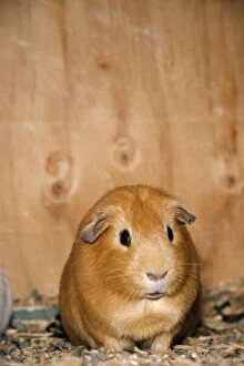 GUINEA PIG - face on, in hutch