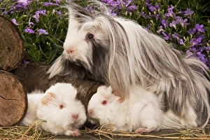 Images Dated 17th June 2000: Guinea Pig - three with flowers