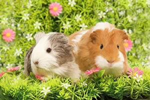 Images Dated 29th May 2009: Guinea PIg - two with flowers