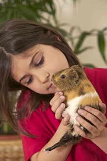 Guinea Pig - being held by girl