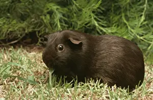 Guinea Pig JPF 7955 Self Chocolate Cavia porcellus © Jean-Paul Ferrero / ARDEA LONDON
