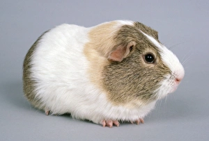 Images Dated 28th March 2007: Guinea Pig - Lemon Agouti