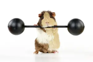 Exercising Prints: Guinea pig lifting weights