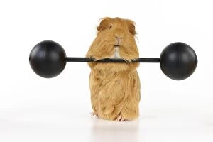 Images Dated 8th February 2011: Guinea pig lifting weights