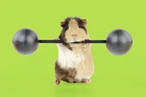 Images Dated 8th February 2011: Guinea pig lifting weights Digital Manipulation: background white to green