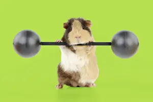 Guinea pig lifting weights Digital Manipulation: background white to green