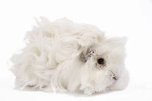 Small Pets Collection: Guinea Pig - Lunkarya - in studio