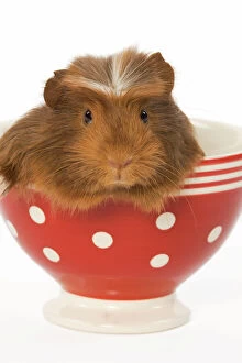 Images Dated 27th January 2009: Guinea Pig - in red & white spotted bowl