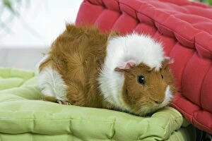 Images Dated 9th August 2007: Guinea Pig - resting on cushion