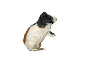 Rearing Prints: Guinea Pig Standing on hind legs