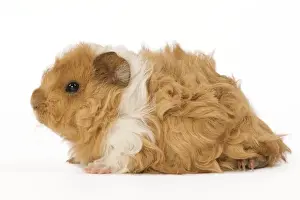 Guinea Pigs Prints: Guinea Pig - in studio