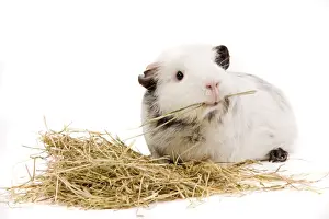 Gunea Pigs Prints: Guinea Pig - in studio eating straw
