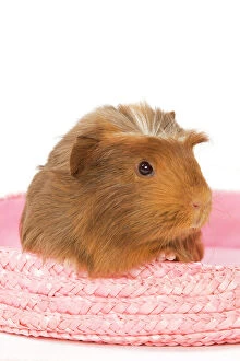 Images Dated 27th January 2009: Guinea Pig - in studio in pink raffia basket