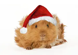 Guinea Pig - in studio wearing Christmas hat Digital Manipulation: Hat (Su). Changed right foot to match left