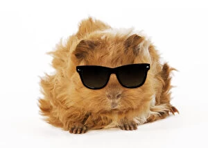 Images Dated 3rd February 2020: Guinea Pig, in studio wearing sunglasses Date: 27-Jan-09