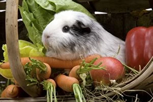 Guinea Pig - with vegetables
