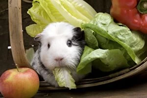 Guinea Pig - with vegetables & fruit