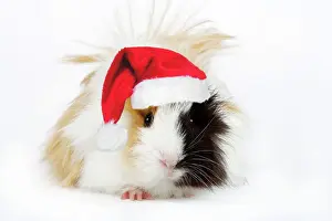 Guinea Pigs Prints: Guinea Pig - wearing Christmas hat Digital Manipulation: Hat (Su)