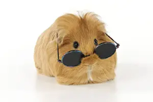 Funny Prints: Guinea pig wearing glasses