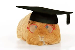 Funny Collection: Guinea pig wearing glasses and mortar board Digital Manipulation: mortar board hat (ABM)