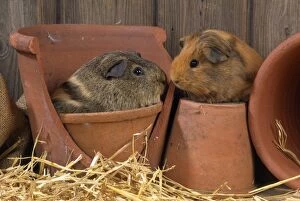 Images Dated 7th April 2009: Guinea Pigs