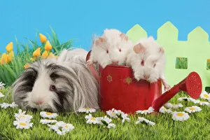 Small Pets Collection: Guinea Pigs - three in garden setting with watering can and flowers