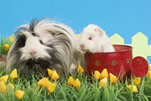 Guinea Pigs - two in garden setting with watering can and flowers