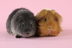 Guinea pigs sitting together