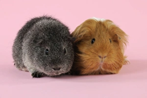 <b class=qtipBold><figcaption>Guinea pigs sitting together</figcaption></b><br>JD-22939 Guinea pigs sitting together John Daniels <br><em>© ¬©John Daniels / ardea.com</em> Guinea pigs sitting together