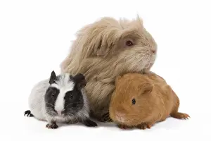 Guinea Pigs - in studio