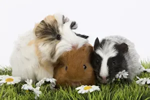 Guinea Pigs - in studio