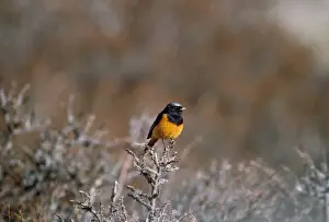 Redstart Prints: Guldenstadt's Redstart - on hippophae sp. bush Ladakh Jammu & Kashmir India