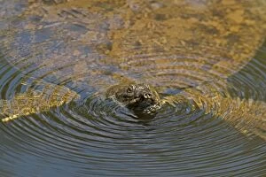Images Dated 16th April 2014: Gulf Coast Spiny Softshell Turtle in water